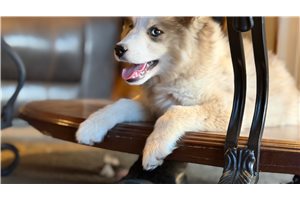 Melody - Pomsky for sale