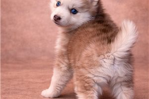 Adeline - puppy for sale