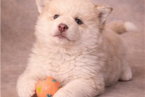 Asher - puppy for sale