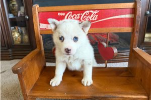 Macy - Pomsky for sale