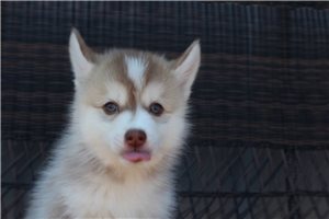 Ismael - puppy for sale