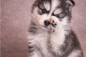 Emma - Pomsky for sale
