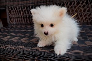 Knox - puppy for sale