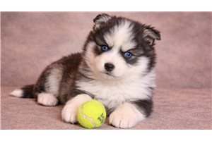 Ethan - puppy for sale