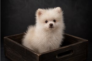 Kinsley - Pomsky for sale