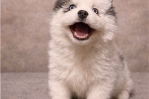 Destiny - Pomsky for sale