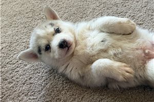 Murray - Pomsky for sale