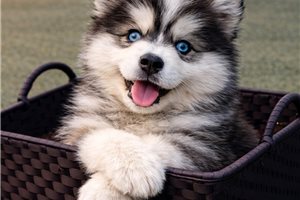 Ezra - Pomsky for sale