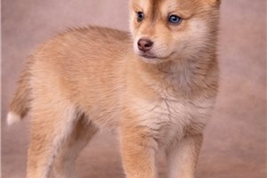 Alex - Pomsky for sale