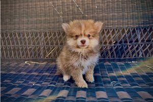 Kingston - puppy for sale