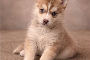 Alice - puppy for sale