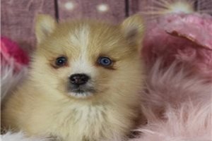 Tamara - puppy for sale