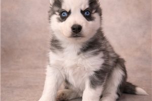 Amelia - puppy for sale