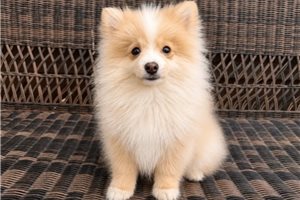 Kevin - Pomsky for sale