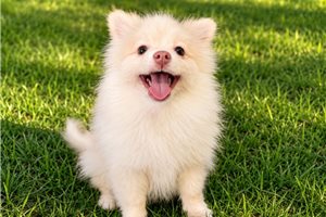 Kinsley - Pomsky for sale
