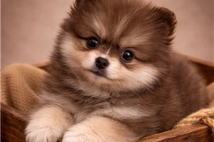 Kingston - Pomsky for sale