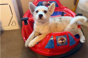 Macy - Pomsky for sale