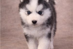 Ezra - puppy for sale