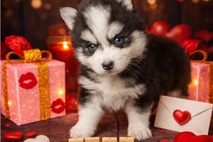 Dallas - Pomsky for sale