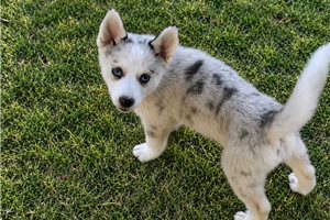 Murray - Pomsky for sale