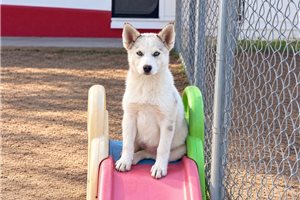 Macy - Pomsky for sale