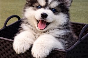 Evelyn - Pomsky for sale