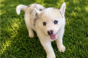 Mason - Pomsky for sale
