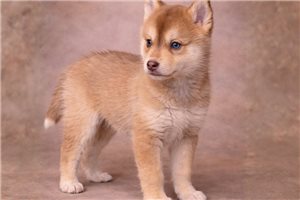 Alex - puppy for sale