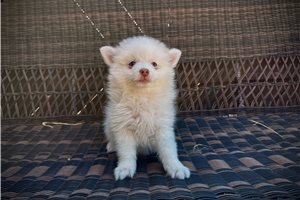 Liam - Pomsky for sale