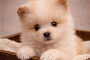 Kinsley - Pomsky for sale