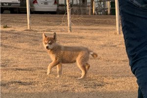 Alice - Pomsky for sale