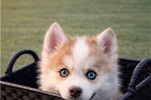 Adeline - Pomsky for sale