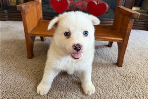 Melvin - Pomsky for sale
