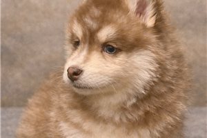 Derek - Pomsky for sale