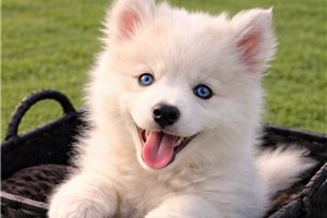 Asher - Pomsky for sale