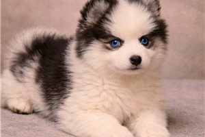 Delilah - Pomsky for sale