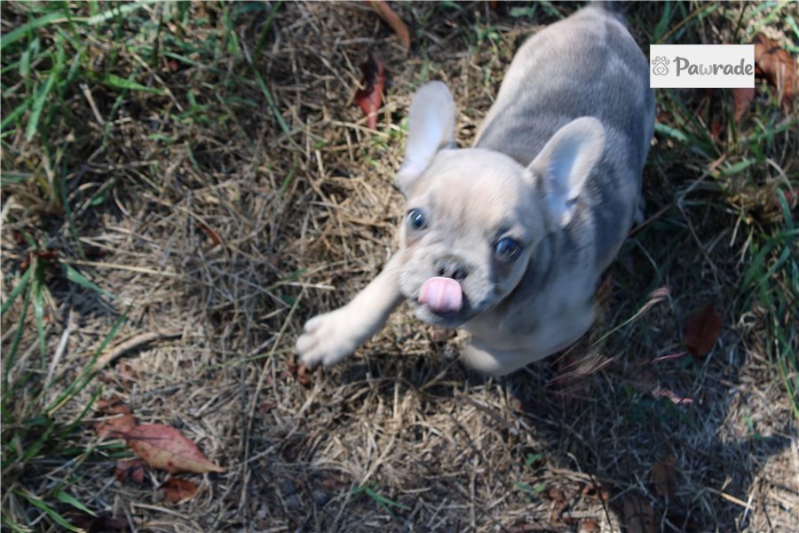 Kyle - French Bulldog for sale