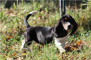Julia - Basset Hound for sale