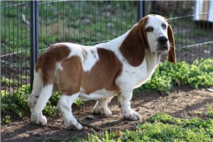 Sophie - Basset Hound for sale