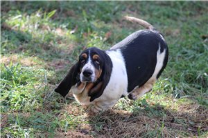 Mariella - Basset Hound for sale