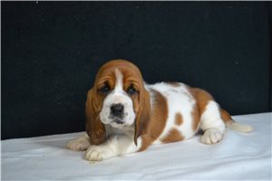 Patsy - Basset Hound for sale