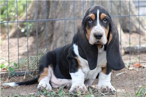 Maurice - puppy for sale