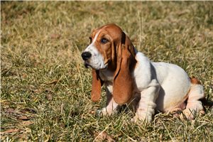 James - Basset Hound for sale