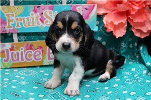 Margie - puppy for sale