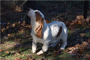 Lilith - Basset Hound for sale