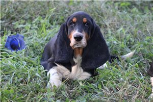 Marigold - puppy for sale