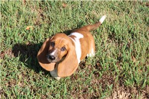 Johanna - Basset Hound for sale