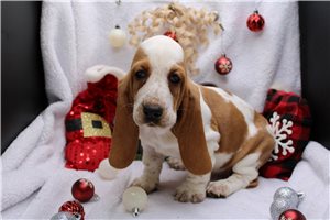 Sherri - Basset Hound for sale