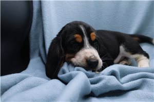 Jasmine - Basset Hound for sale