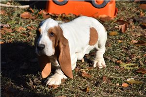 Chester - Basset Hound for sale